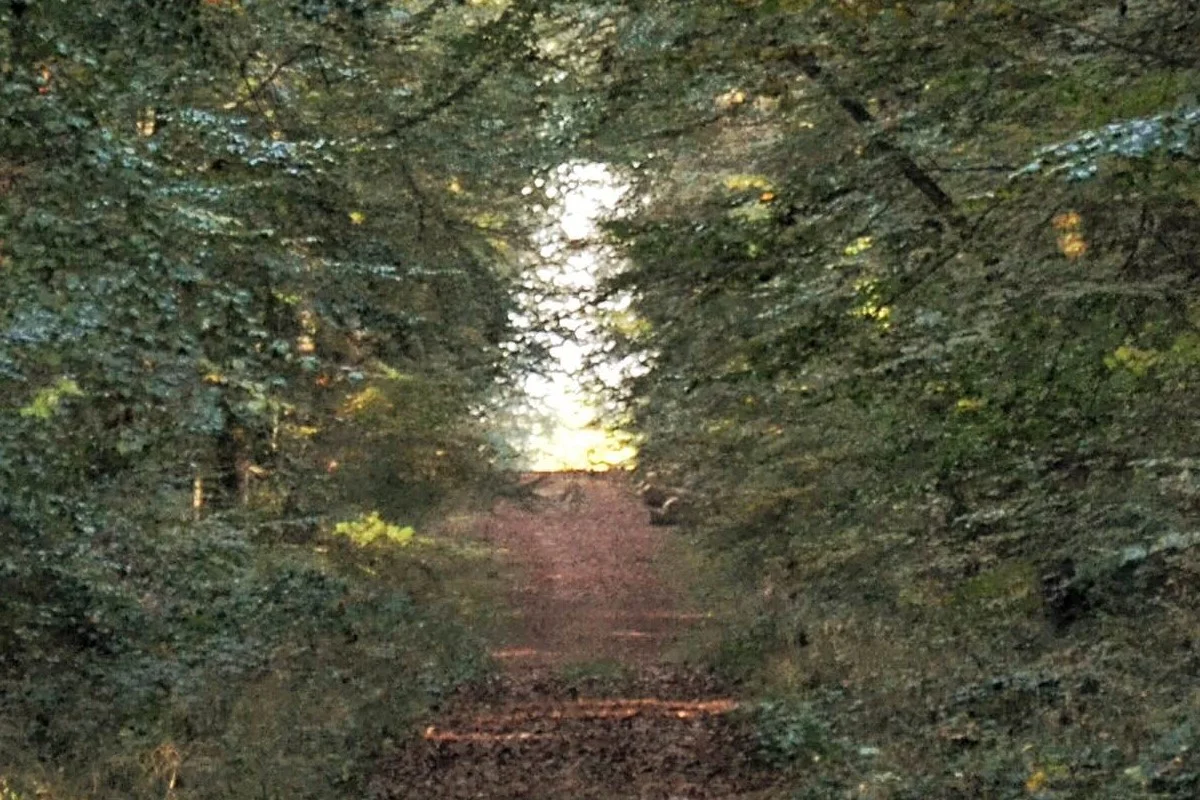 Forêt domaniale de Chandelais