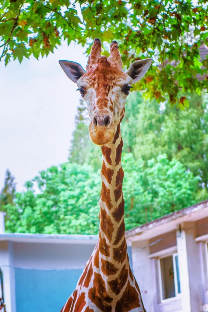 Girafe parc animalier