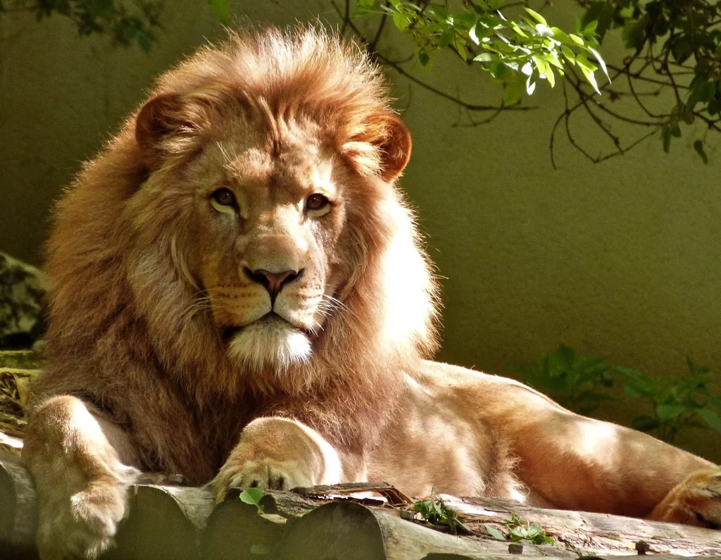 Lion dans un zoo