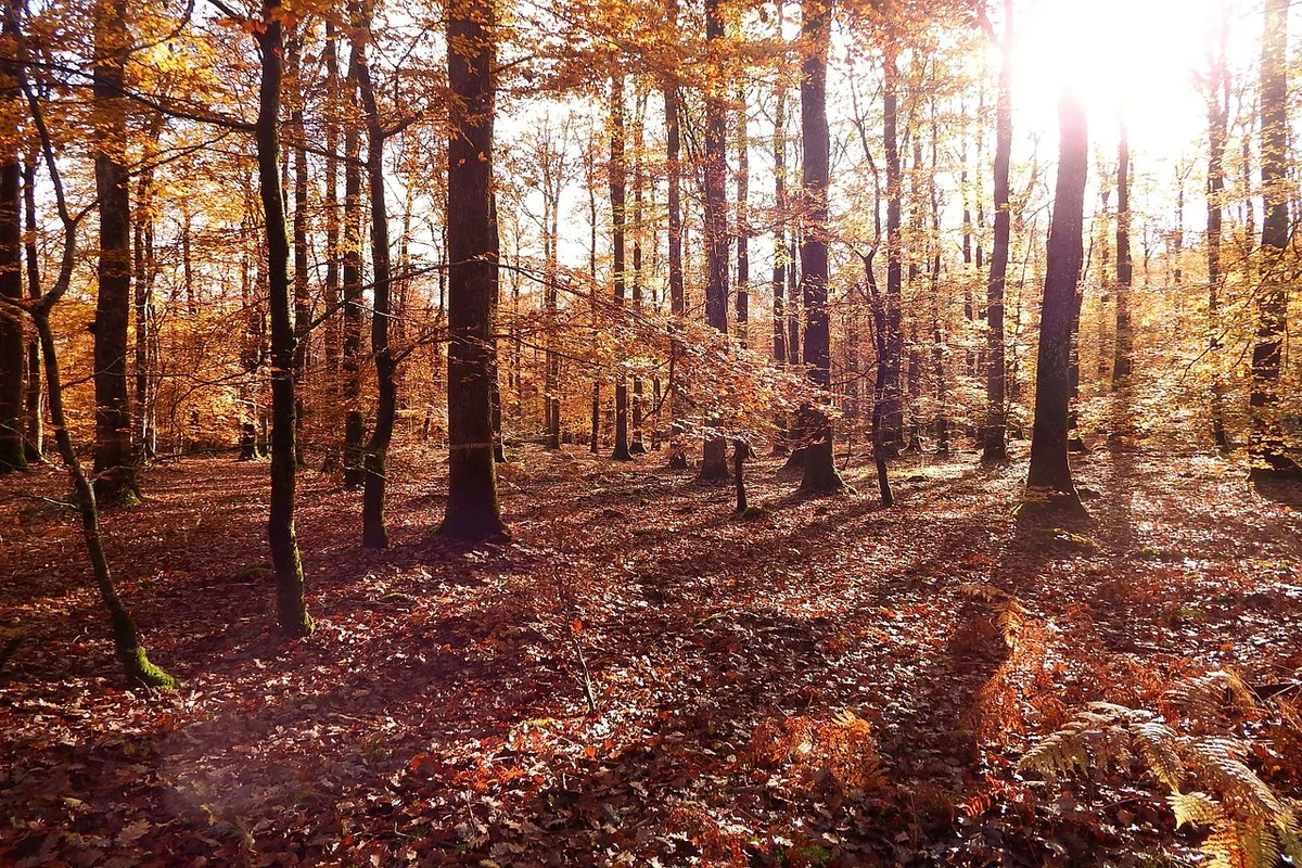 Forêt de Bercé