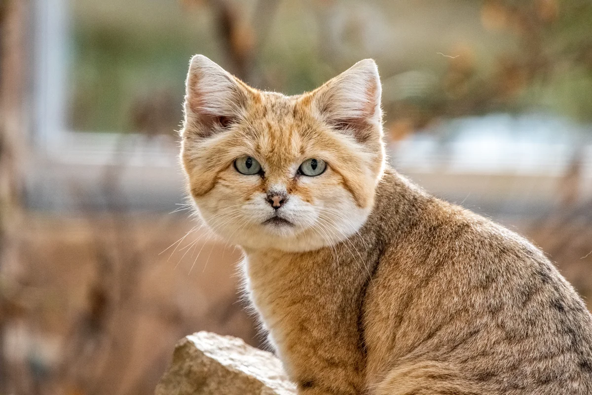 Natur' Zoo de Mervent