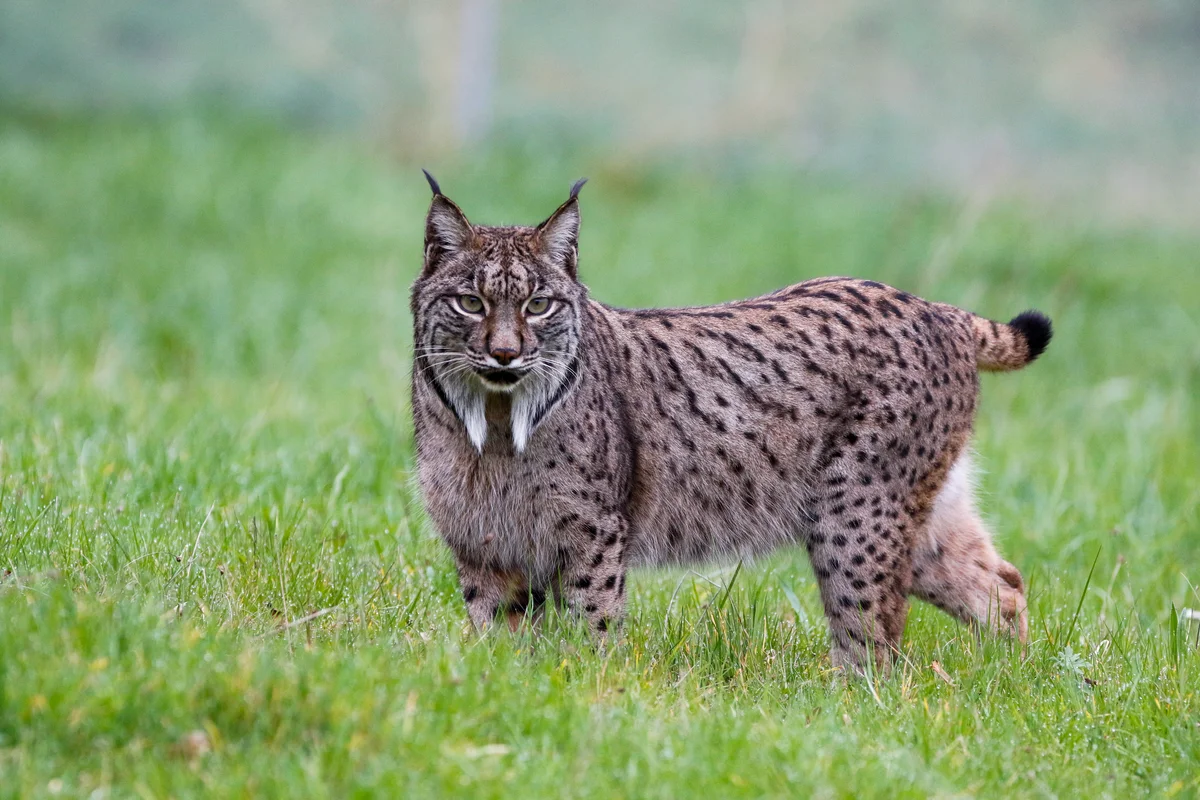 Natur' Zoo de Mervent
