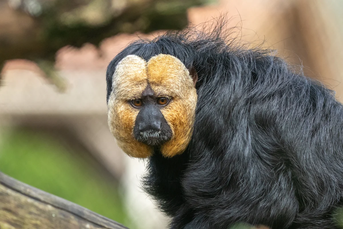 Natur' Zoo de Mervent