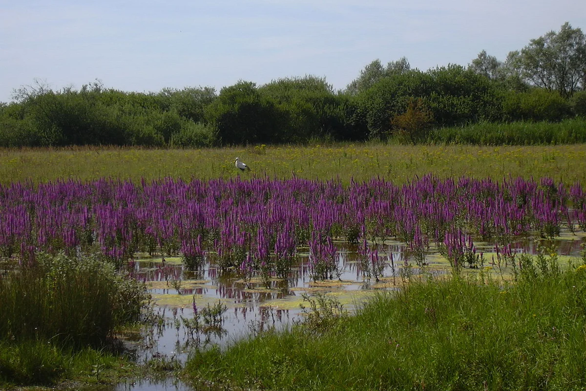 Parc du Marquenterre