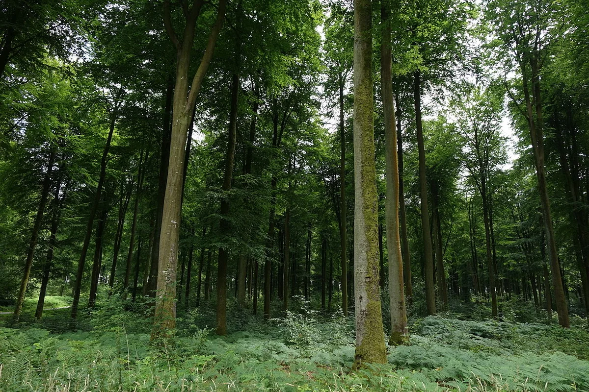 Forêt d' Eawy